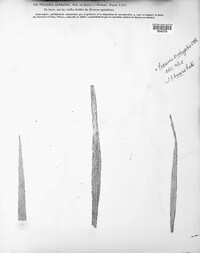 Puccinia sessilis image